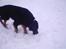 Gordon setter bella