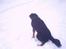 Gordon setter bella