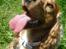 Cocker spaniel Bella (abeungen)