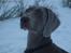 Weimaraner Molly - smukke.