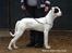 Blanding af racer Macit´s Trendsetter - I ringen til hans første show (ABEU Holland 24/1-10)