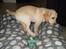 Labrador retriever Aya
