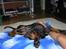 Dobermann Raphael's Grieg (Zaki) - Sådan ligger jeg stadig og sover i sengen... ;)