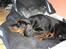 Dobermann Raphael's Grieg (Zaki) - Bliver ikke kaldt fedtmule for ingenting ;)