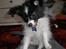 Papillon Felix R.I.P - Spiser mamse :)