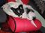 Papillon Felix R.I.P - En lille trold