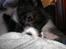 Papillon Felix R.I.P - JEG SPISER DIG