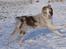Border collie Talent