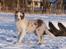 Border collie Talent