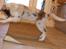 Border collie Talent