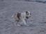 Border collie Talent