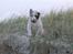 Border collie Talent