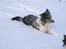 Border collie All Star Choice