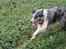 Border collie All Star Choice
