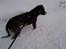 Blanding af racer Bailey. R.I.P. <3 - Bailey - 9 mdr. -Vinteren 2010. -Han syns vist sneen er en smule kold :P