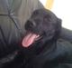 Labrador retriever Boshley