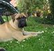 Bullmastiff  Kenzo RIP. 20-O4-2012