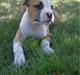 Amerikansk staffordshire terrier Chika
