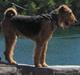 Airedale terrier Rex