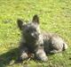 Cairn terrier Ronja