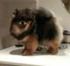 Pomeranian Chardame's Boo Boo