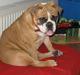 Olde english bulldogge Spangers Cinderella