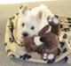 West highland white terrier Oskar