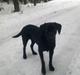 Labrador retriever Cindy Af Rosefield