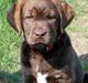 Labrador retriever Siska 