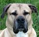 Boerboel Mille