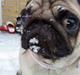 Mops Ronja