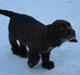 Sussex spaniel Woodlandhope