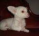 Chihuahua Lovely Isabella