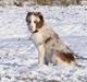 Border collie Talent