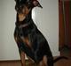 Tysk pinscher "C"