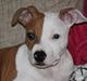 Amerikansk staffordshire terrier Pixie
