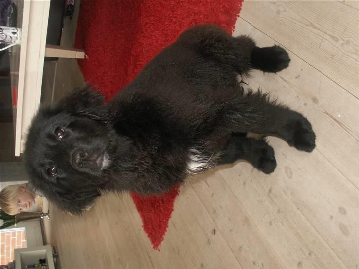 Newfoundlænder Jasmin billede 1