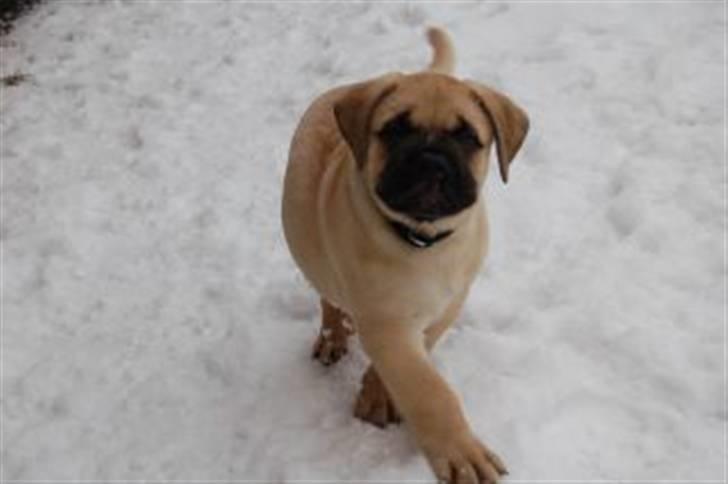 Bullmastiff Boulevard of Fame Hector - Hector i sneen 9uger gammel billede 3