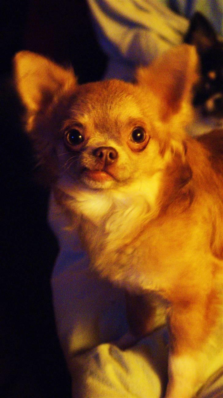 Chihuahua Gremlin - Se lige mig moar !! Er jeg ikke lige lækker smækker ? billede 9