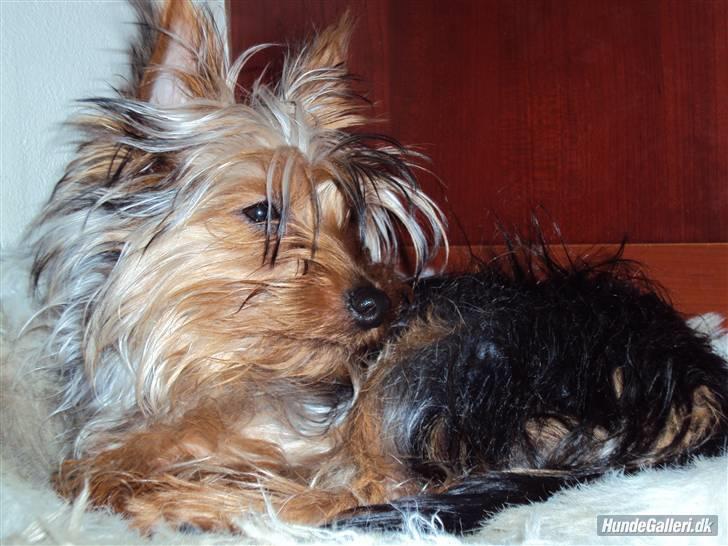 Yorkshire terrier *Little big horns Karla* - DRÆBERBLIK!!! billede 10