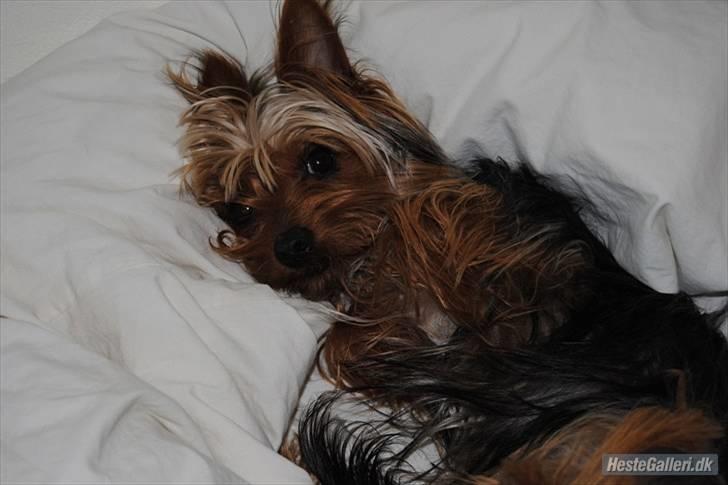 Yorkshire terrier *Little big horns Karla* - swetty!!!:-* billede 11