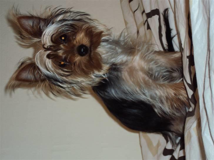 Yorkshire terrier *Little big horns Karla* - prinsesse karla<3 billede 12