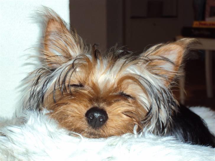 Yorkshire terrier *Little big horns Karla* - sove tryne! billede 14