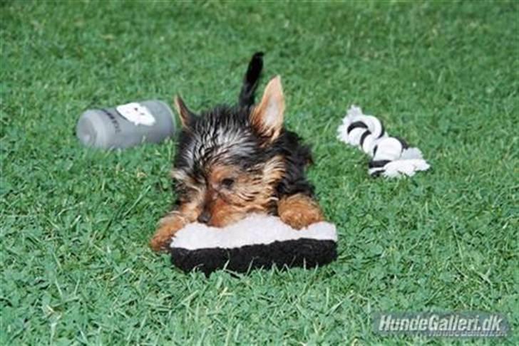 Yorkshire terrier *Little big horns Karla* - den er bare så god!! sommer 2009 billede 15