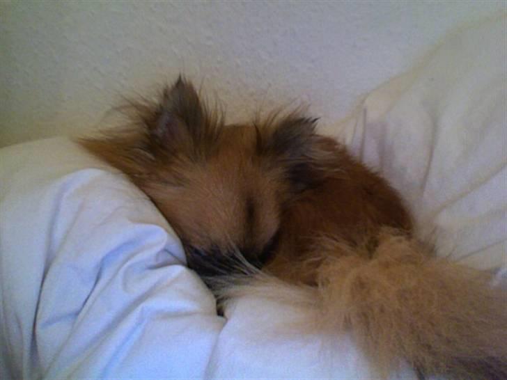 Blanding af racer Chacco - En træt lille herre billede 2