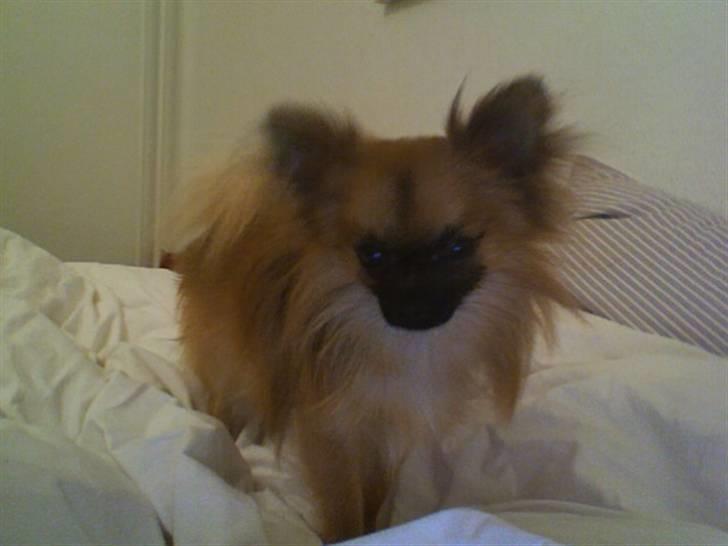 Blanding af racer Chacco - Chacco står og gør sig til! billede 3