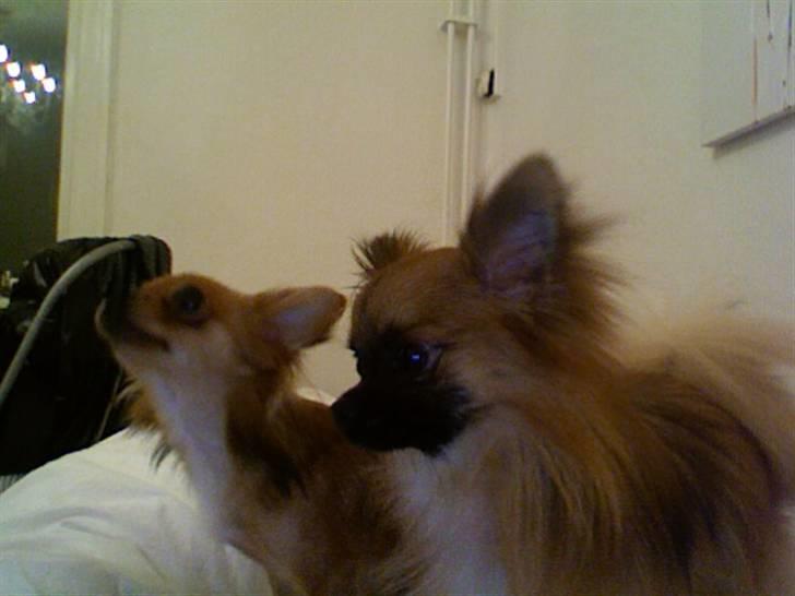 Blanding af racer Chacco - Angel og Chacco. De bedste venner! billede 4