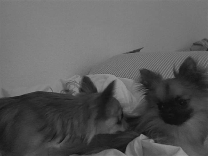 Blanding af racer Chacco - Angel kigger Chacco an, på hans første dag her, billede 5