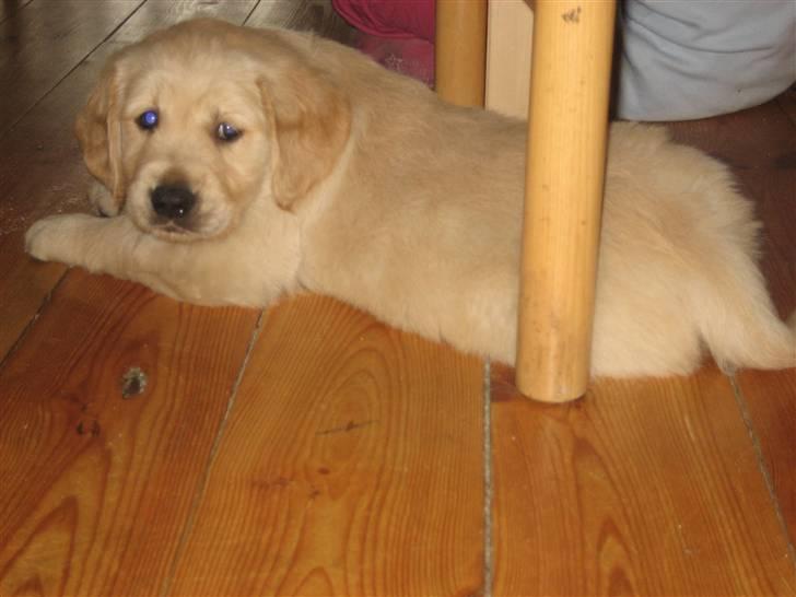 Golden retriever bamse billede 9