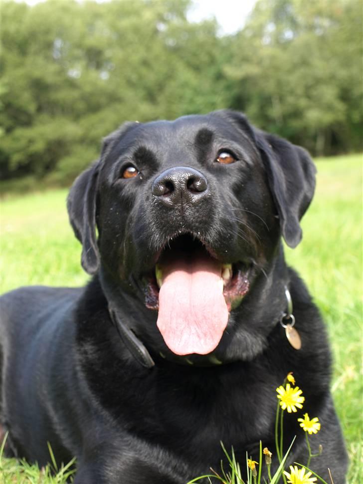 Labrador retriever Kato - Kato i PH klubben år 2009 billede 1